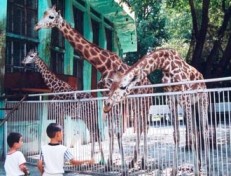 ウルムチ動物園