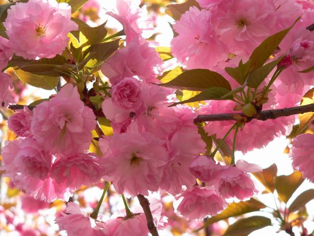 青龍寺の桜